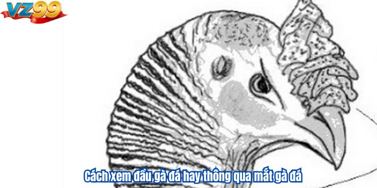Cách xem đầu gà đá hay và những yếu tố quan trọng liên quan 4 Cách xem đầu gà đá hay thông qua mắt gà đá